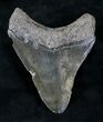 Bargain Megalodon Tooth - South Carolina #21240-2